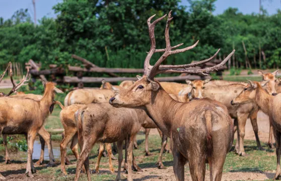 中華麋鹿園門票成人