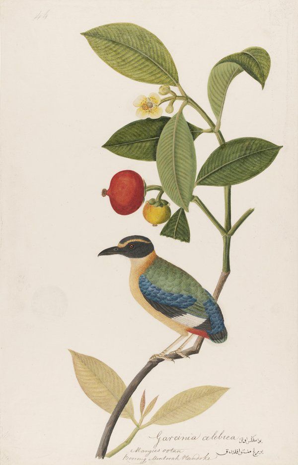 Tails from the Coasts | Australian Museum