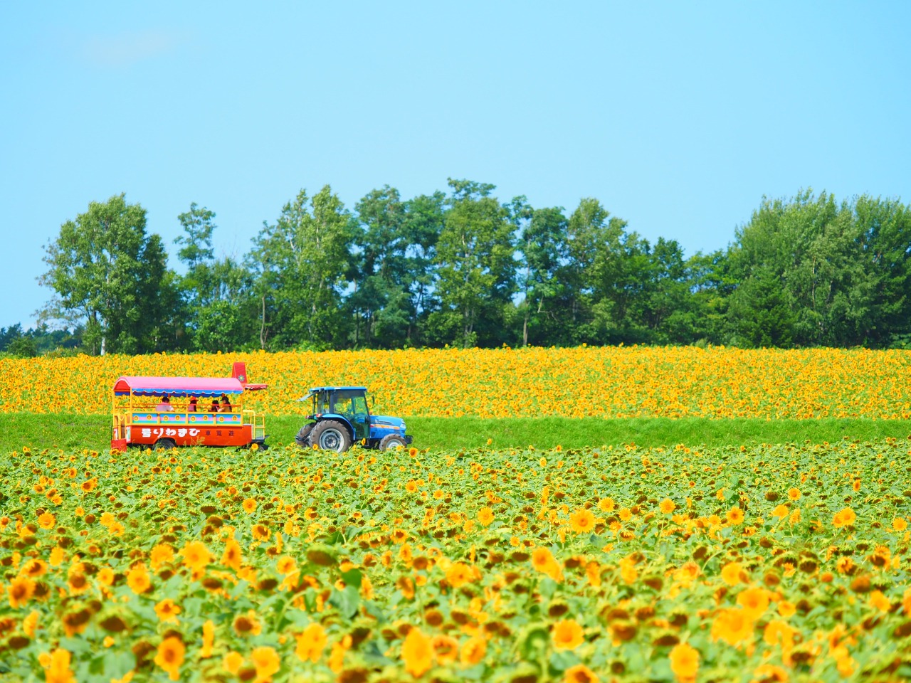 Hokuryu Town Sunflower Festival | Hokuryu