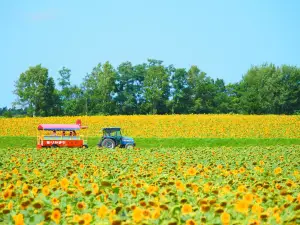 Hokuryu Town Sunflower Festival