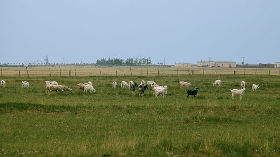 Ordos Prairie