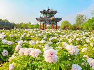 조주 모란원