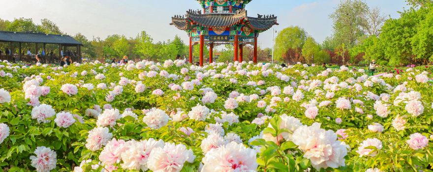 曹州牡丹園
