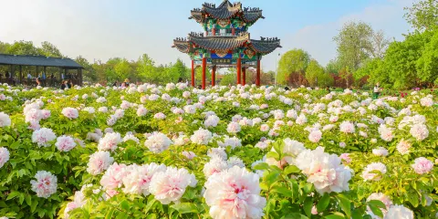 曹州牡丹園