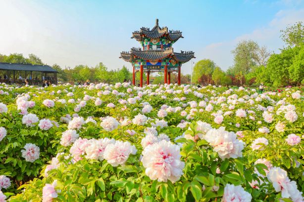 Caozhou Peony Garden