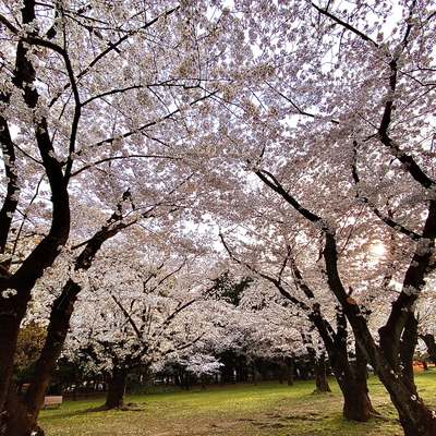 代々木公園の桜 Trip Com 東京の旅のブログ 代々木公園の桜 Trip Com 東京の旅のブログ