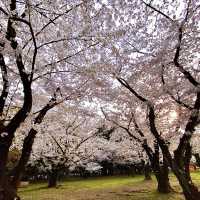 代々木公園の桜