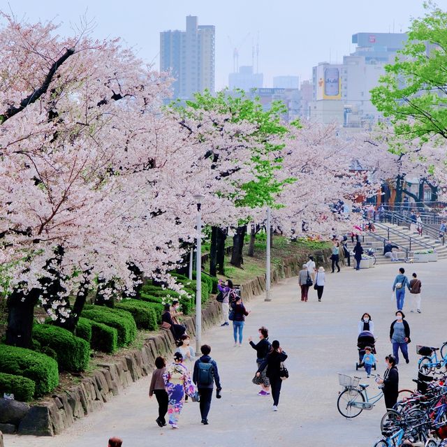 隅田川とスカイツリー、そして桜