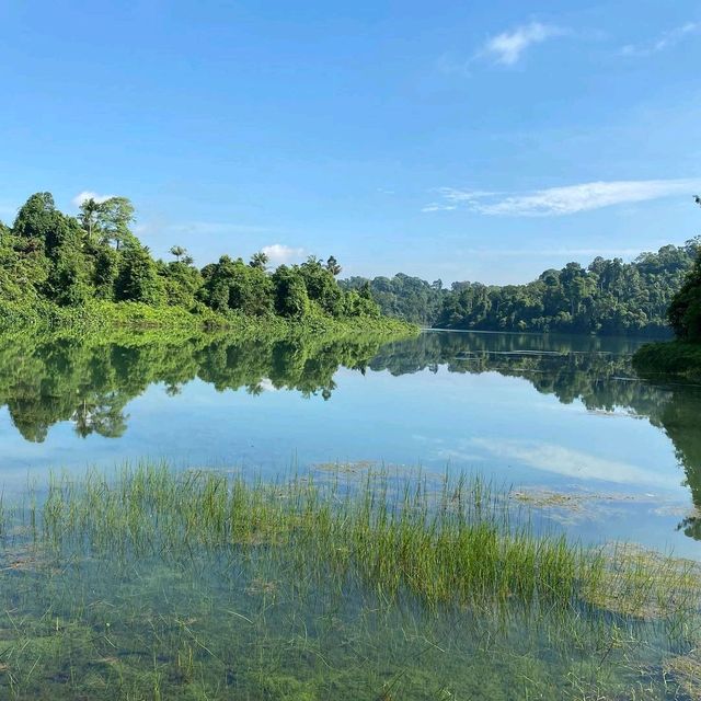 A Jungle in the middle Singapore