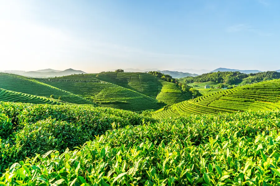 杭州龍塢茶村