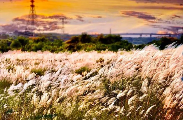 新竹豆腐岩 芒草