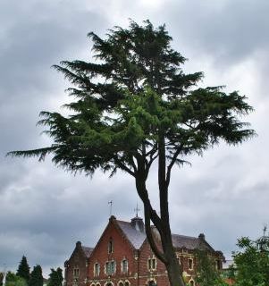 The Environment Centre