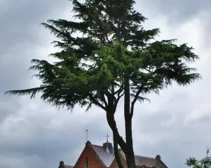 The Environment Centre