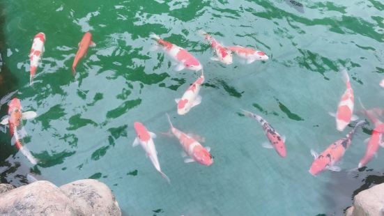 深圳宝安耶稣君王堂位于广东省深圳市宝安区上川路469号附近。