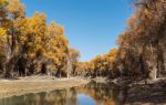 Tarim Populus Euphratica National Forest Park