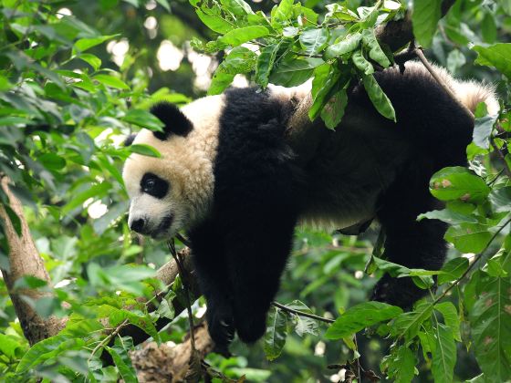 Bifengxia Panda Reserve