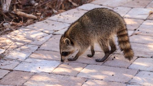 希爾斯維爾野生動物保護區