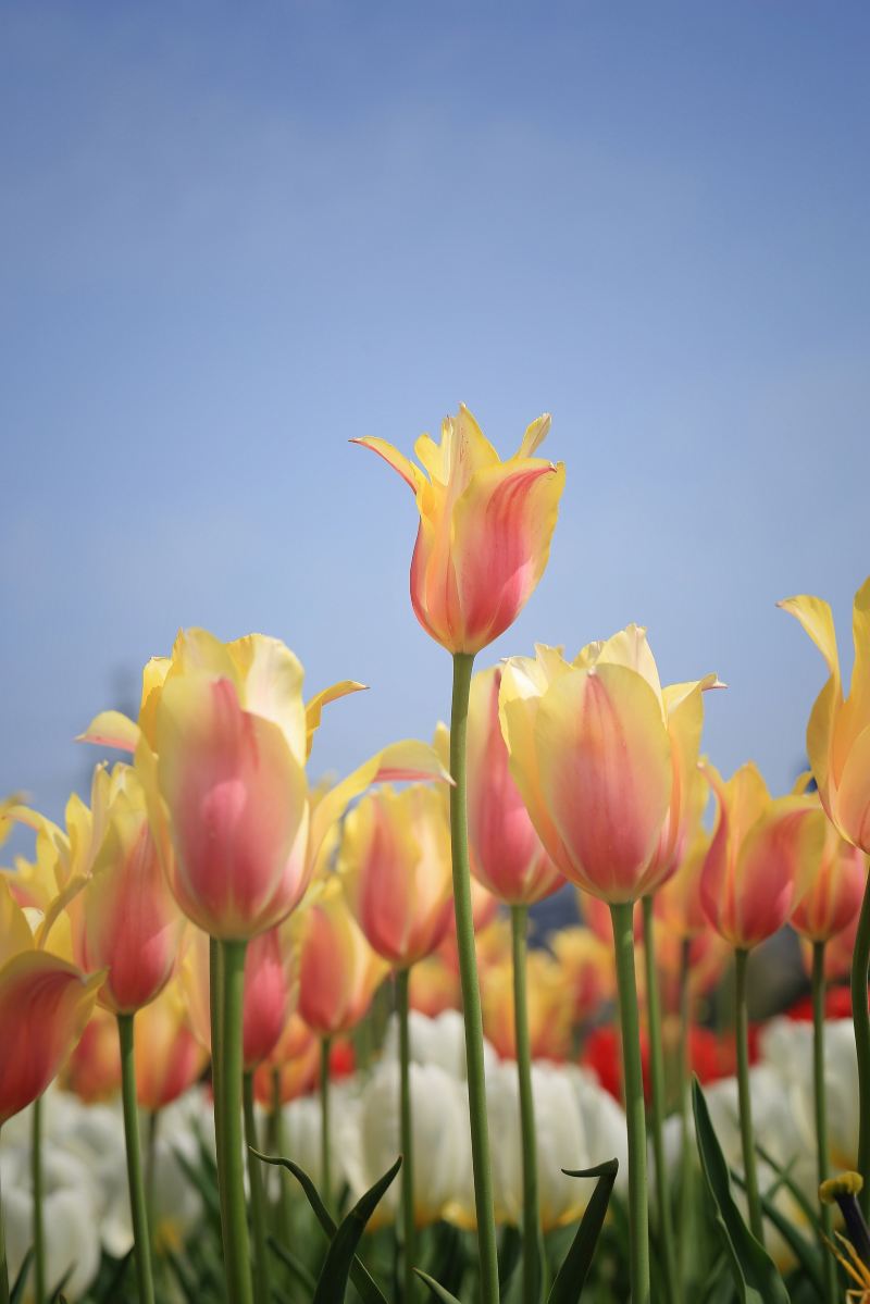 Haoze International Tulip Flower Sea Joy City