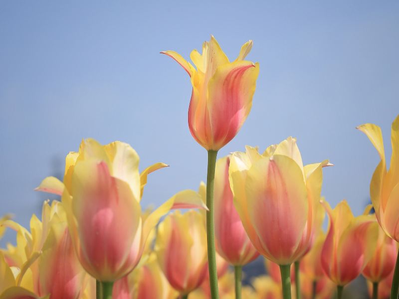 Haoze International Tulip Flower Sea Joy City