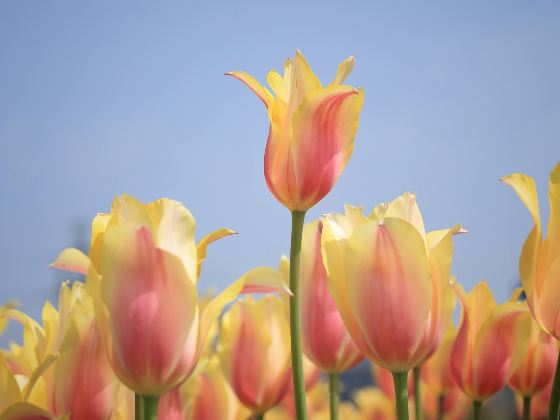 豪澤國際鬱金香花海歡樂城