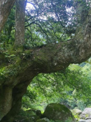 神農穀國家森林公園-樹抱石站