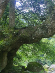 Shennonggu National Forest Park—Shubaoshi Station