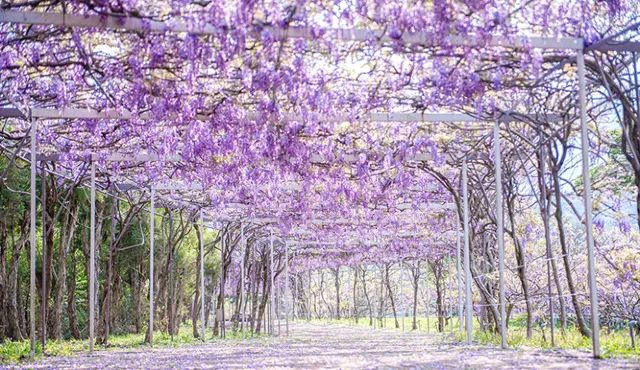 台湾のお花見スポット
