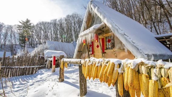 Maple Snow Tribe