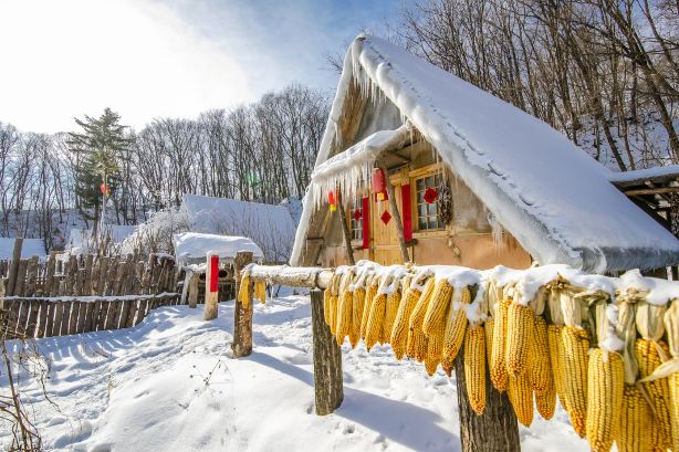 Maple Snow Tribe