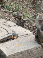 Sanling Bay Macaque Park