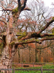 Forêt domaniale de Sénart