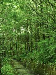 綠野星緣登山道