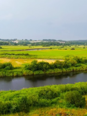 Narew