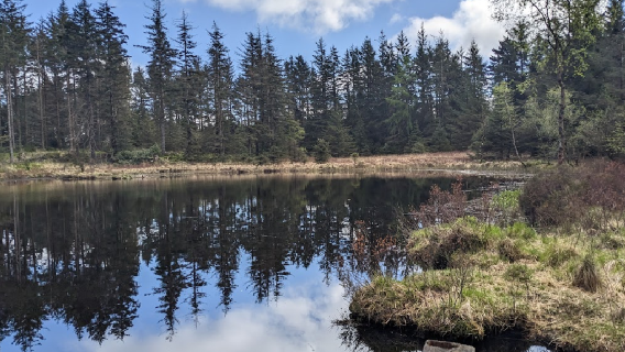Grizedale Forest - Forestry England