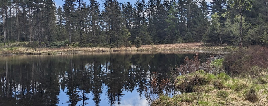Grizedale Forest - Forestry England