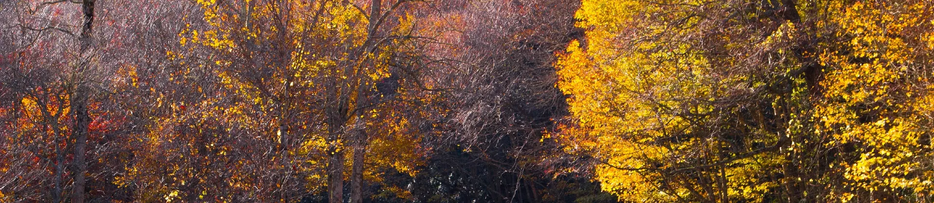 Attrazioni per la visione autunnale