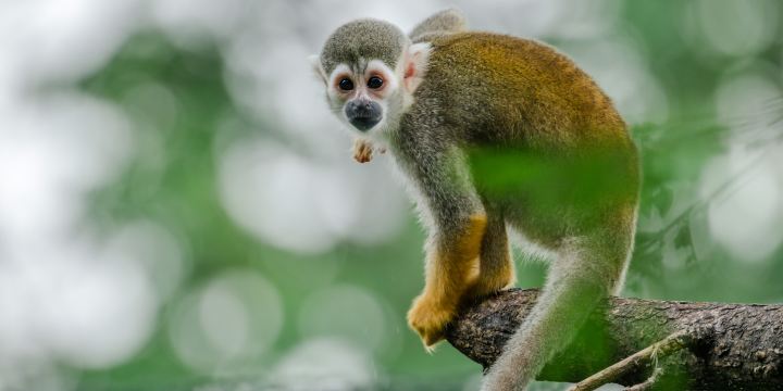 Hefei Safari
