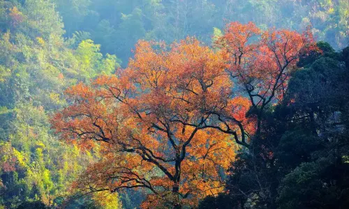 Meizhou Five Finger Stone