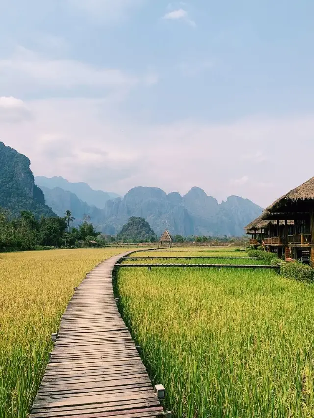 Floating on the rice field 