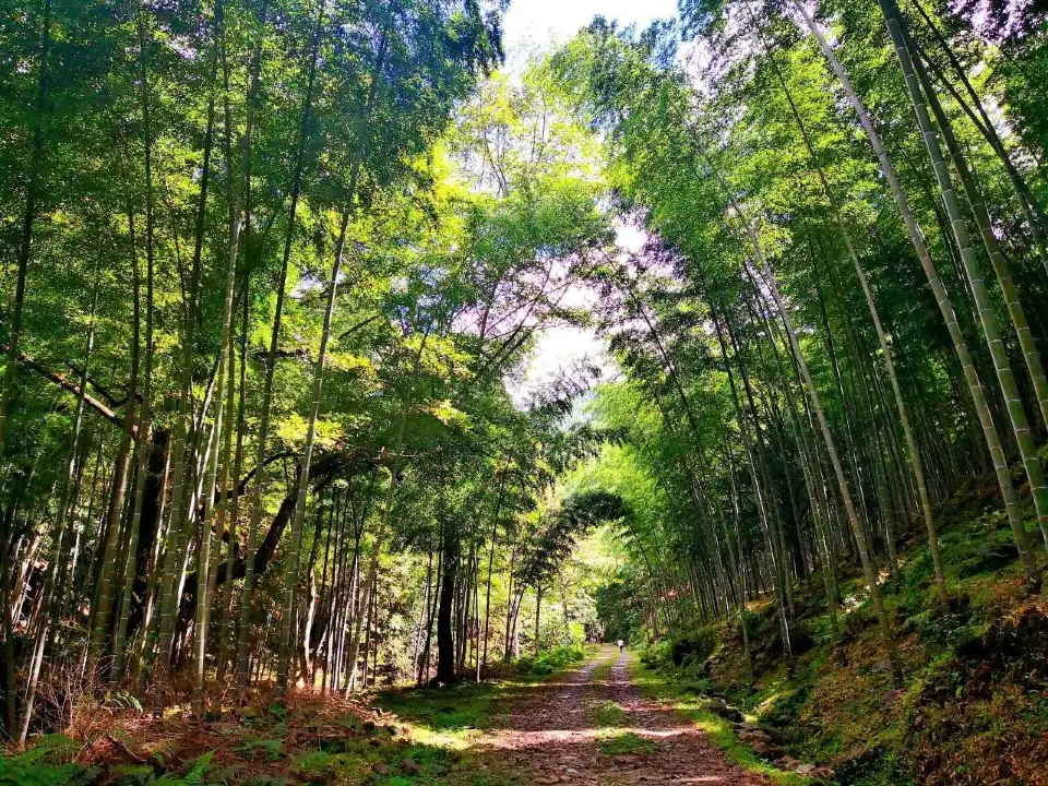 4_Shen Nong Gu National Forest Park