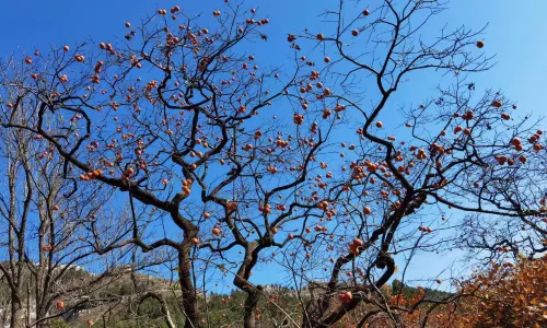 ชิเมงฟาง