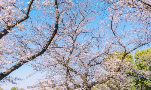 Yoyogi Park