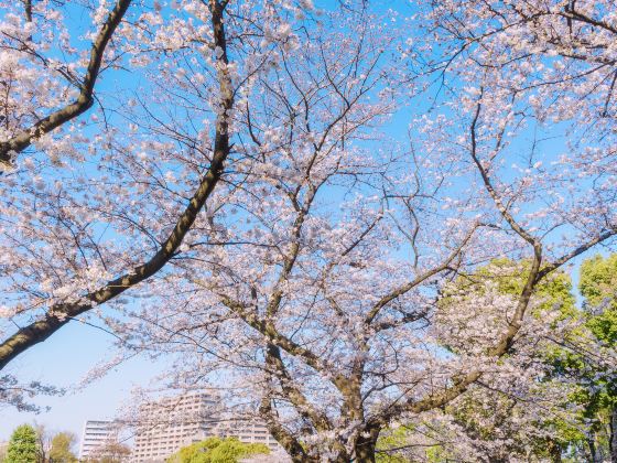 Yoyogi Park