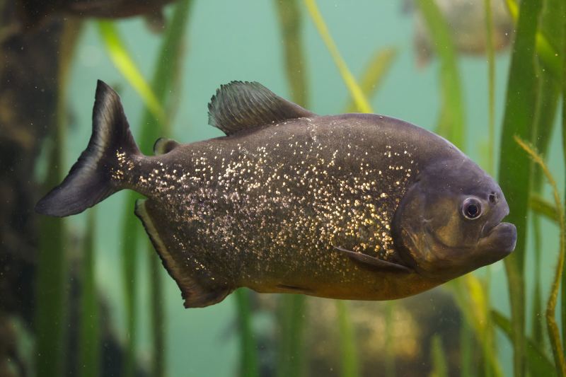 Ripley's Aquarium of Canada