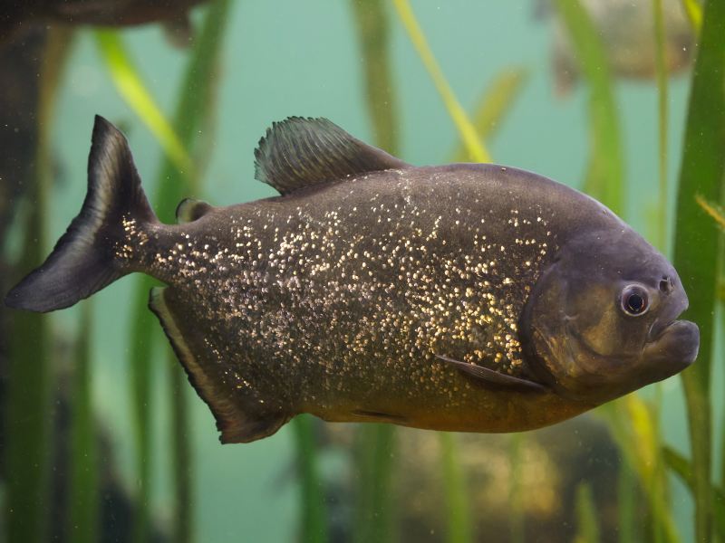 Ripley's Aquarium of Canada