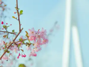 융푸타이핑 벚꽃차원
