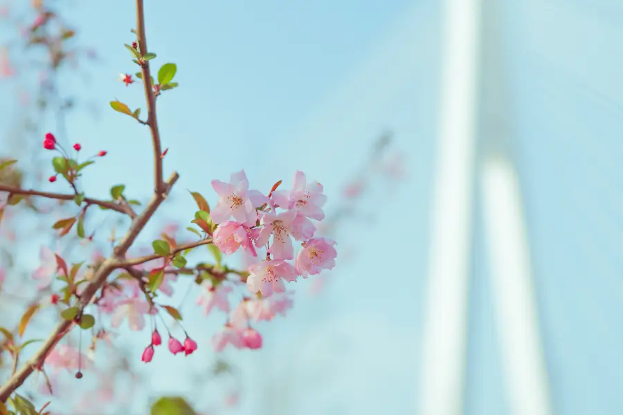 Taipin Sakura Garden, Yongfu Town