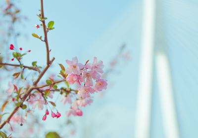 永福櫻花茶園