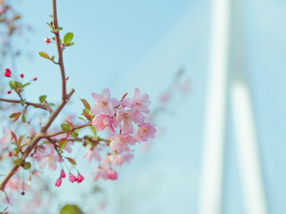 Taipin Sakura Garden, Yongfu Town