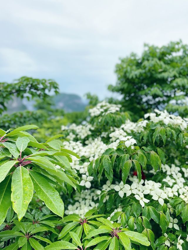 傳奇天門山 一步一重天